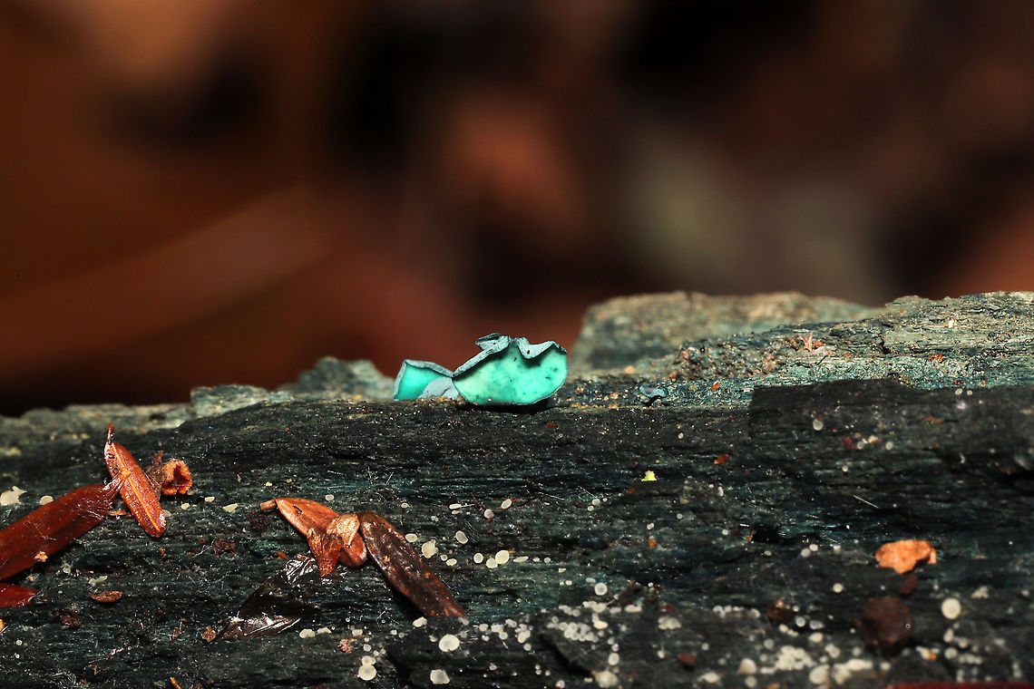 Turquoise Elfcups (Chlorociboria sp.) I am so very excited that I get to cross this one off of my bucketlist. I know, these aren&#039;t in their prime, but I saw the blue wood and got SO excited!<br />
<br />
Growing along a forested trail on the Natchaug River. Fall,Geotagged,United States