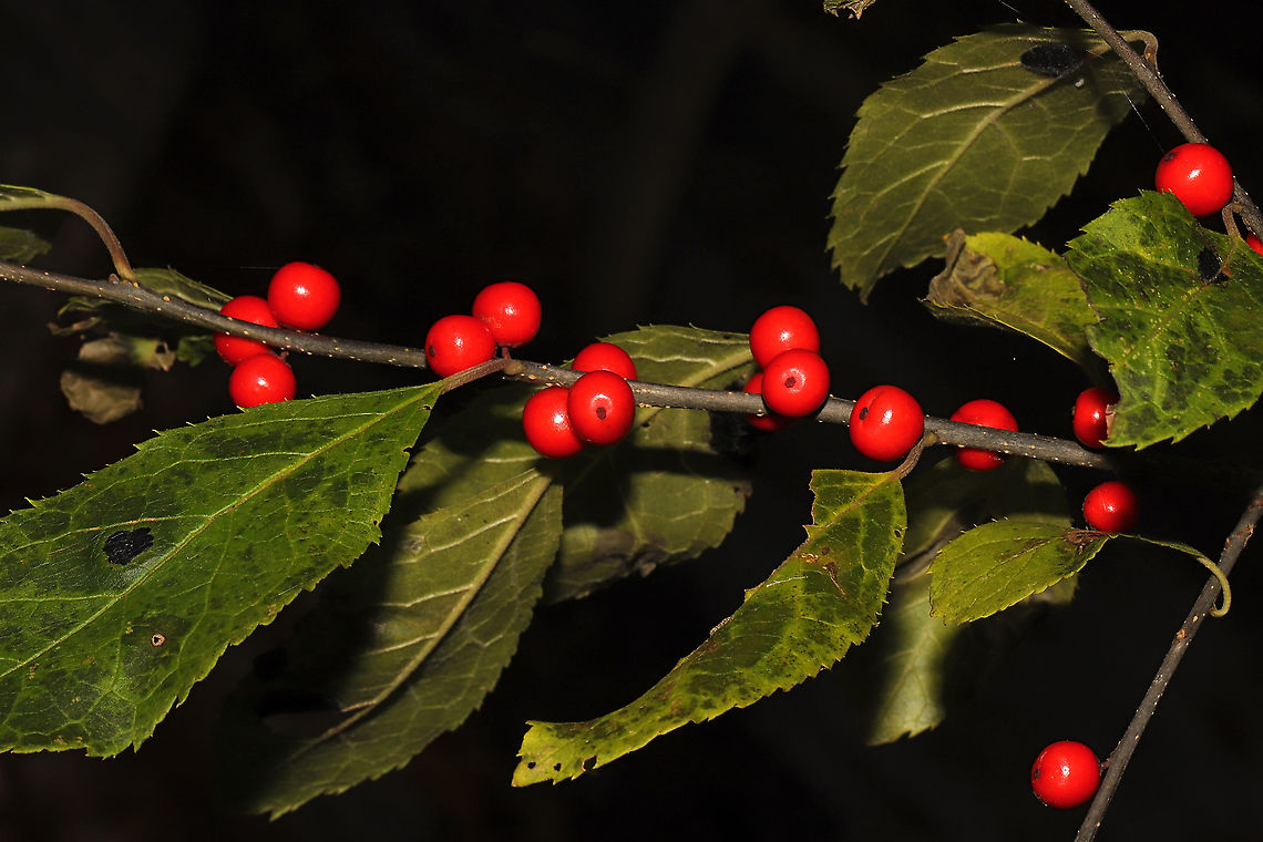 Winterberry Holly (Ilex verticillata) Growing along a forested trail on the Natchaug River.<br />
 Fall,Geotagged,Ilex verticillata,United States,Winterberry