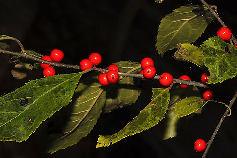 Winterberry Holly (Ilex verticillata) Growing along a forested trail on the Natchaug River.
 Fall,Geotagged,Ilex verticillata,United States,Winterberry