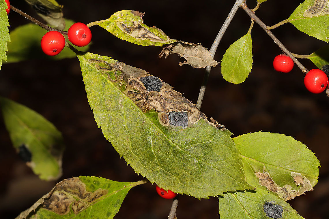 Winterberry Tarspot (Rhytisma ilicincola) & Leafmines (Phytomyza ilicis group) Fungal spots on Ilex verticillata leaves (I think), growing along a forested trail on the Natchaug River.<br />
 Fall,Geotagged,Rhytisma ilicicola,United States,Winterberry Tar Spot