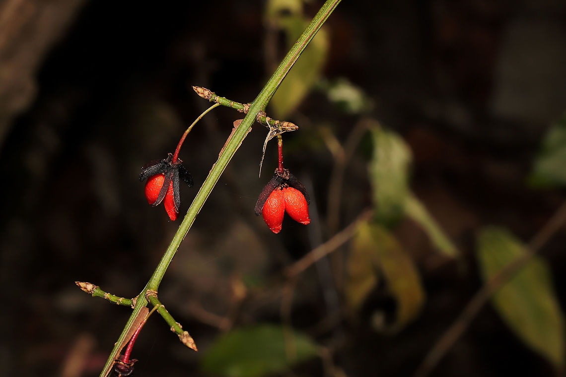 Winged Euonymus (Euonymus alatus) Introduced/Invasive.<br />
Near the Natchaug river, filling the forest understory.<br />
<figure class="photo"><a href="https://www.jungledragon.com/image/124144/winged_euonymus_euonymus_alatus.html" title="Winged Euonymus (Euonymus alatus)"><img src="https://s3.amazonaws.com/media.jungledragon.com/images/3231/124144_thumb.jpg?AWSAccessKeyId=05GMT0V3GWVNE7GGM1R2&Expires=1759968010&Signature=gdNkpL1p4HhCmt3YVhi06sMNuNc%3D" width="200" height="200" alt="Winged Euonymus (Euonymus alatus) Introduced/Invasive. Near the Natchaug river, filling the forest understory. <br />
https://www.jungledragon.com/image/124143/winged_euonymus_euonymus_alatus.html<br />
https://www.jungledragon.com/image/124142/winged_euonymus_euonymus_alatus.html Euonymus alatus,Fall,Geotagged,United States,Winged Euonymus" /></a></figure><br />
<figure class="photo"><a href="https://www.jungledragon.com/image/124143/winged_euonymus_euonymus_alatus.html" title="Winged Euonymus (Euonymus alatus)"><img src="https://s3.amazonaws.com/media.jungledragon.com/images/3231/124143_thumb.jpg?AWSAccessKeyId=05GMT0V3GWVNE7GGM1R2&Expires=1759968010&Signature=UVRe79niIKpX03UNzyVugnSJaLQ%3D" width="200" height="134" alt="Winged Euonymus (Euonymus alatus)  Introduced/Invasive. Near the Natchaug river, filling the forest understory.<br />
https://www.jungledragon.com/image/124144/winged_euonymus_euonymus_alatus.html<br />
https://www.jungledragon.com/image/124142/winged_euonymus_euonymus_alatus.html Euonymus alatus,Fall,Geotagged,United States,Winged Euonymus" /></a></figure><br />
 Euonymus alatus,Fall,Geotagged,United States,Winged Euonymus