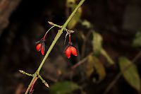 Winged Euonymus (Euonymus alatus) Introduced/Invasive.<br />
Near the Natchaug river, filling the forest understory.<br />
https://www.jungledragon.com/image/124144/winged_euonymus_euonymus_alatus.html<br />
https://www.jungledragon.com/image/124143/winged_euonymus_euonymus_alatus.html<br />
Euonymus alatus,Fall,Geotagged,United States,Winged Euonymus