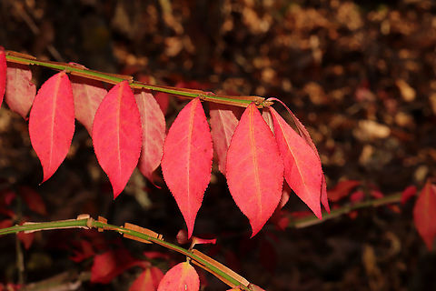 Winged Euonymus