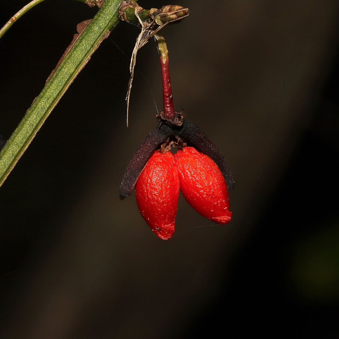 Winged Euonymus (Euonymus alatus) Introduced/Invasive. Near the Natchaug river, filling the forest understory. <br />
<figure class="photo"><a href="https://www.jungledragon.com/image/124143/winged_euonymus_euonymus_alatus.html" title="Winged Euonymus (Euonymus alatus)"><img src="https://s3.amazonaws.com/media.jungledragon.com/images/3231/124143_thumb.jpg?AWSAccessKeyId=05GMT0V3GWVNE7GGM1R2&Expires=1769040010&Signature=cYKkxM1znoP4fhY0rBq0MtLEJ94%3D" width="200" height="134" alt="Winged Euonymus (Euonymus alatus)  Introduced/Invasive. Near the Natchaug river, filling the forest understory.<br />
https://www.jungledragon.com/image/124144/winged_euonymus_euonymus_alatus.html<br />
https://www.jungledragon.com/image/124142/winged_euonymus_euonymus_alatus.html Euonymus alatus,Fall,Geotagged,United States,Winged Euonymus" /></a></figure><br />
<figure class="photo"><a href="https://www.jungledragon.com/image/124142/winged_euonymus_euonymus_alatus.html" title="Winged Euonymus (Euonymus alatus)"><img src="https://s3.amazonaws.com/media.jungledragon.com/images/3231/124142_thumb.jpg?AWSAccessKeyId=05GMT0V3GWVNE7GGM1R2&Expires=1769040010&Signature=ej%2BeTi7H2t2vwy%2B6DUXgK41fKv0%3D" width="200" height="134" alt="Winged Euonymus (Euonymus alatus) Introduced/Invasive.<br />
Near the Natchaug river, filling the forest understory.<br />
https://www.jungledragon.com/image/124144/winged_euonymus_euonymus_alatus.html<br />
https://www.jungledragon.com/image/124143/winged_euonymus_euonymus_alatus.html<br />
 Euonymus alatus,Fall,Geotagged,United States,Winged Euonymus" /></a></figure> Euonymus alatus,Fall,Geotagged,United States,Winged Euonymus