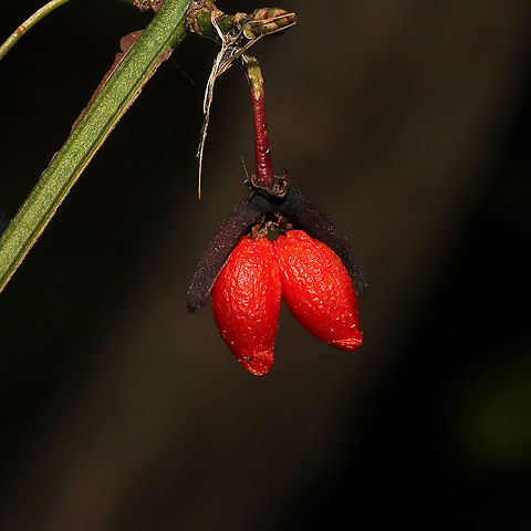 Winged Euonymus (Euonymus alatus) Introduced/Invasive. Near the Natchaug river, filling the forest understory. 
https://www.jungledragon.com/image/124143/winged_euonymus_euonymus_alatus.html
https://www.jungledragon.com/image/124142/winged_euonymus_euonymus_alatus.html Euonymus alatus,Fall,Geotagged,United States,Winged Euonymus