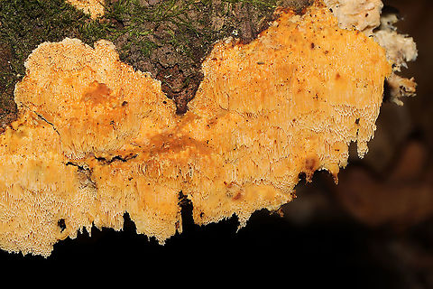 Fibroporia radiculosa Yellow resupinate polypore on conifer. At the forested edge of the Natchaug River.
 Fall,Fibroporia radiculosa,Geotagged,United States