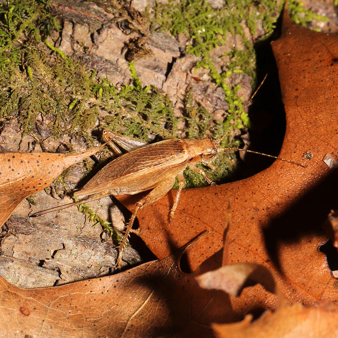 Jumping Bush Cricket (Hapithus saltator) In leaf litter along the forested edge of the Natchaug River<br />
 Fall,Geotagged,Hapithus saltator,Jumping Bush Cricket,United States