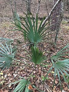 Dwarf Palmetto (Sabal minor) Observed by my sister in Centre, Alabama on November 14, 2021. By a creek in a mixed forested area (she said there were several along the creek). She gave me permission to post this here!

I was surprised for her to send me this photo as this species is not typically this far North! Geotagged,Sabal minor,United States
