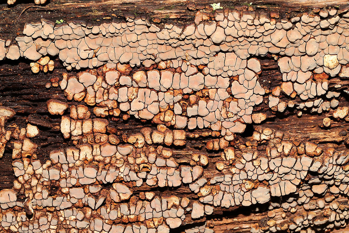 Ceramic Parchment (Xylobolus frustulatus) On a highly rotted log at the edge of the Natchaug River<br />
 Ceramic Parchment,Fall,Geotagged,United States,Xylobolus frustulatus