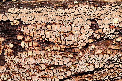 Ceramic Parchment (Xylobolus frustulatus) On a highly rotted log at the edge of the Natchaug River
 Ceramic Parchment,Fall,Geotagged,United States,Xylobolus frustulatus