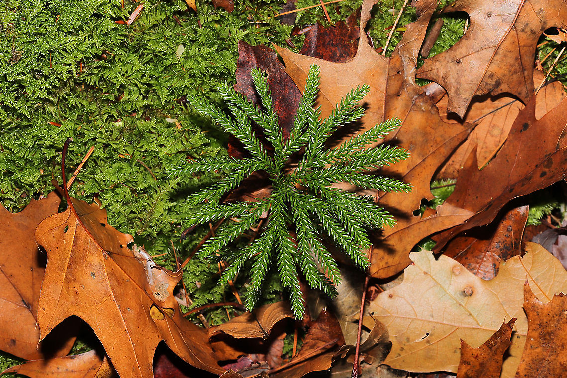 Flat-branched Tree-Clubmoss- (Dendrolycopodium obscurum) Growing on a forested ridgeside near the Natchaug River.<br />
<figure class="photo"><a href="https://www.jungledragon.com/image/124434/flat-branched_tree-clubmoss-_dendrolycopodium_obscurum.html" title="Flat-branched Tree-Clubmoss- (Dendrolycopodium obscurum)"><img src="https://s3.amazonaws.com/media.jungledragon.com/images/3231/124434_thumb.jpg?AWSAccessKeyId=05GMT0V3GWVNE7GGM1R2&Expires=1770854410&Signature=4FulDgJDaiBGFAJ8HCdE806SpA4%3D" width="102" height="152" alt="Flat-branched Tree-Clubmoss- (Dendrolycopodium obscurum) Growing on a forested ridgeside near the Natchaug River.<br />
https://www.jungledragon.com/image/124433/flat-branched_tree-clubmoss-_dendrolycopodium_obscurum.html Dendrolycopodium obscurum,Fall,Geotagged,Lycopodium obscurum,Rare Clubmoss,Rare clubmoss,United States" /></a></figure><br />
 Dendrolycopodium obscurum,Fall,Geotagged,Lycopodium obscurum,Rare Clubmoss,Rare clubmoss,United States