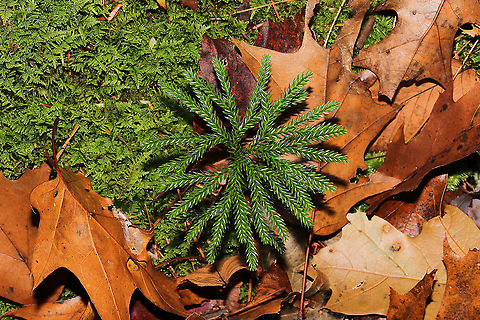 Flat-branched Tree-Clubmoss- (Dendrolycopodium obscurum) Growing on a forested ridgeside near the Natchaug River.
https://www.jungledragon.com/image/124434/flat-branched_tree-clubmoss-_dendrolycopodium_obscurum.html
 Dendrolycopodium obscurum,Fall,Geotagged,Lycopodium obscurum,Rare Clubmoss,Rare clubmoss,United States