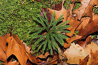 Flat-branched Tree-Clubmoss- (Dendrolycopodium obscurum) Growing on a forested ridgeside near the Natchaug River.<br />
https://www.jungledragon.com/image/124434/flat-branched_tree-clubmoss-_dendrolycopodium_obscurum.html<br />
 Dendrolycopodium obscurum,Fall,Geotagged,Lycopodium obscurum,Rare Clubmoss,Rare clubmoss,United States
