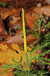 Flat-branched Tree-Clubmoss- (Dendrolycopodium obscurum) Growing on a forested ridgeside near the Natchaug River.<br />
https://www.jungledragon.com/image/124433/flat-branched_tree-clubmoss-_dendrolycopodium_obscurum.html Dendrolycopodium obscurum,Fall,Geotagged,Lycopodium obscurum,Rare Clubmoss,Rare clubmoss,United States