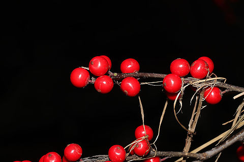Winterberry Holly (Ilex verticillata) Growing on the bank of the Natchaug River
 Fall,Geotagged,Ilex verticillata,United States,Winterberry