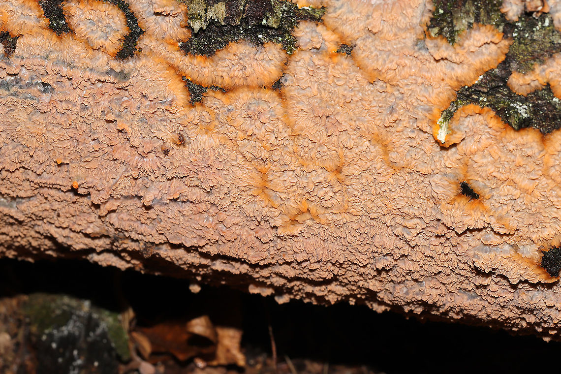 Wrinkled Crust (Phlebia radiata) Growing on a fallen, rotting tree at the forested edge of the Natchaug River.<br />
<figure class="photo"><a href="https://www.jungledragon.com/image/124437/wrinkled_crust_phlebia_radiata.html" title="Wrinkled Crust (Phlebia radiata)"><img src="https://s3.amazonaws.com/media.jungledragon.com/images/3231/124437_thumb.jpg?AWSAccessKeyId=05GMT0V3GWVNE7GGM1R2&Expires=1759968010&Signature=p1Ptdx5jJ%2FXpS7xWBukVno4QKP0%3D" width="200" height="134" alt="Wrinkled Crust (Phlebia radiata) Growing on a fallen, rotting tree at the forested edge of the Natchaug River.<br />
https://www.jungledragon.com/image/124436/wrinkled_crust_phlebia_radiata.html Fall,Geotagged,Phlebia radiata,United States,Wrinkled crust" /></a></figure><br />
 Fall,Geotagged,Phlebia radiata,United States,Wrinkled crust