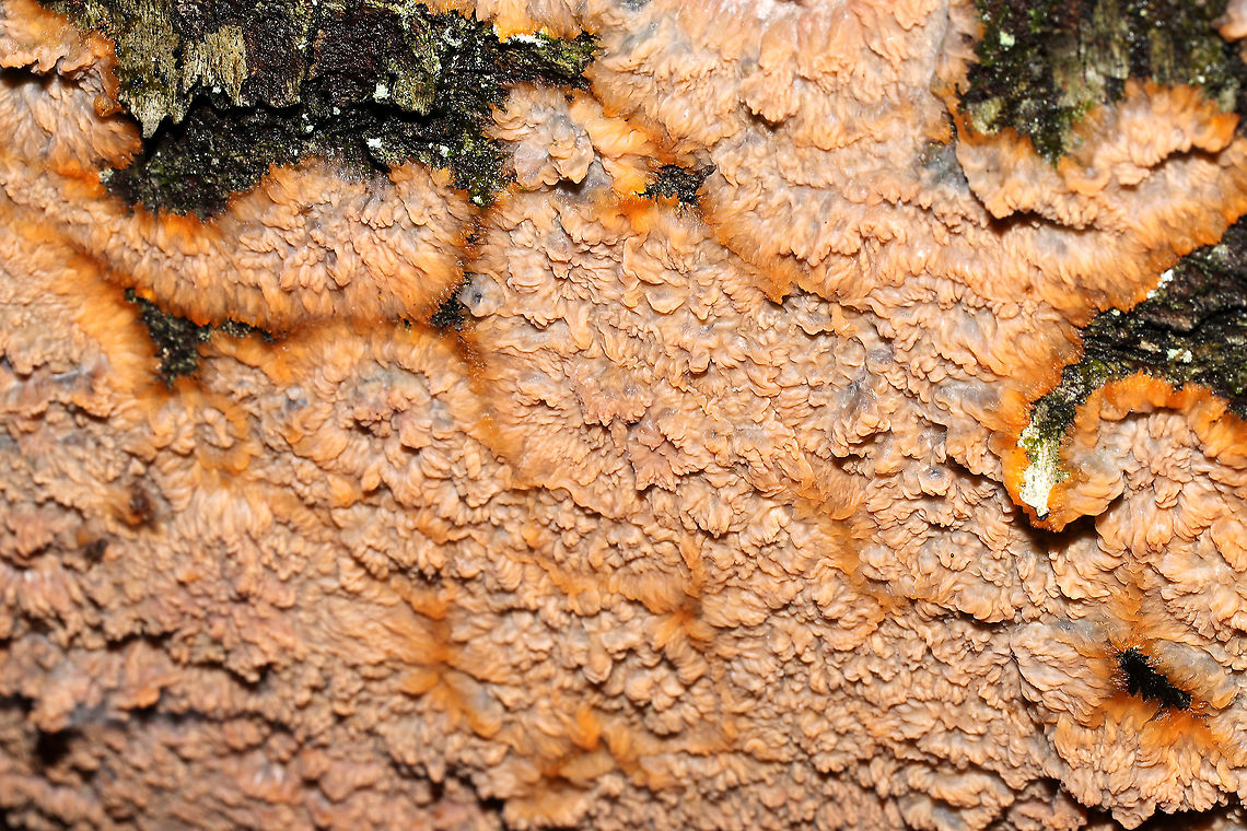 Wrinkled Crust (Phlebia radiata) Growing on a fallen, rotting tree at the forested edge of the Natchaug River.<br />
<figure class="photo"><a href="https://www.jungledragon.com/image/124436/wrinkled_crust_phlebia_radiata.html" title="Wrinkled Crust (Phlebia radiata)"><img src="https://s3.amazonaws.com/media.jungledragon.com/images/3231/124436_thumb.jpg?AWSAccessKeyId=05GMT0V3GWVNE7GGM1R2&Expires=1767225610&Signature=e8vrCFS750IwrctaF88Je9WTMGQ%3D" width="200" height="134" alt="Wrinkled Crust (Phlebia radiata) Growing on a fallen, rotting tree at the forested edge of the Natchaug River.<br />
https://www.jungledragon.com/image/124437/wrinkled_crust_phlebia_radiata.html<br />
 Fall,Geotagged,Phlebia radiata,United States,Wrinkled crust" /></a></figure> Fall,Geotagged,Phlebia radiata,United States,Wrinkled crust