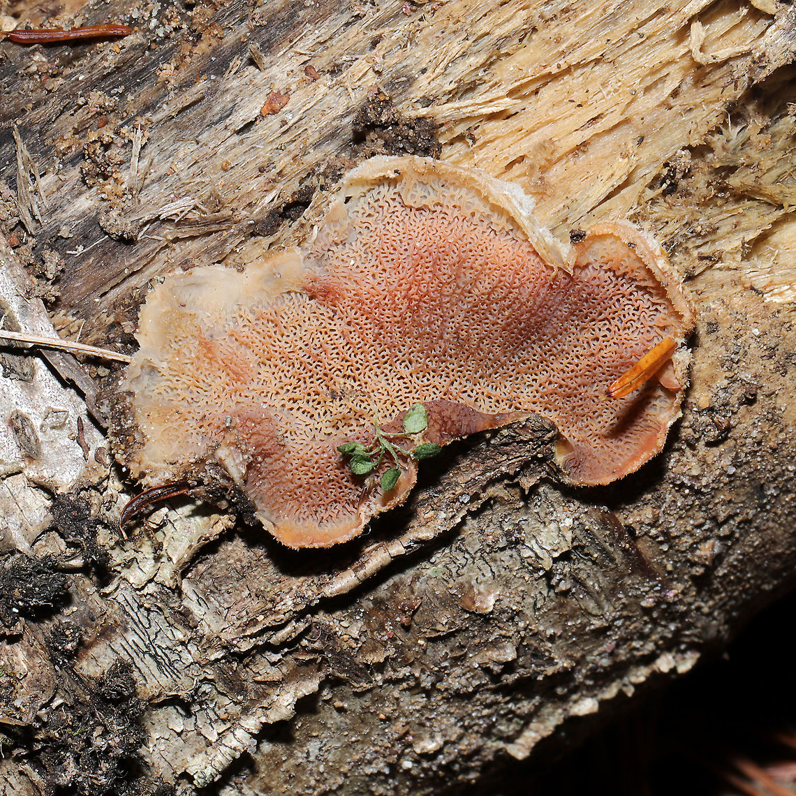 Trembling Crust (Merulius tremellosus) Growing on a fallen, rotting tree at the forested edge of the Natchaug River.<br />
 Fall,Geotagged,Merulius tremellosus,Trembling Crust,United States