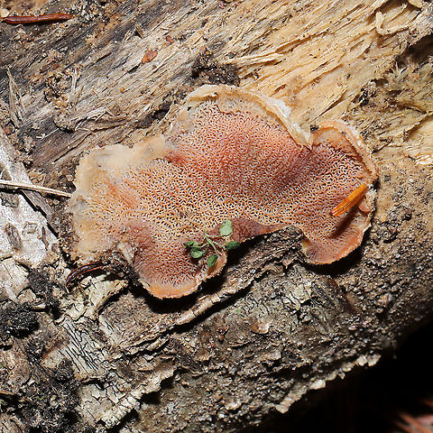 Trembling Crust (Merulius tremellosus) Growing on a fallen, rotting tree at the forested edge of the Natchaug River.
 Fall,Geotagged,Merulius tremellosus,Trembling Crust,United States