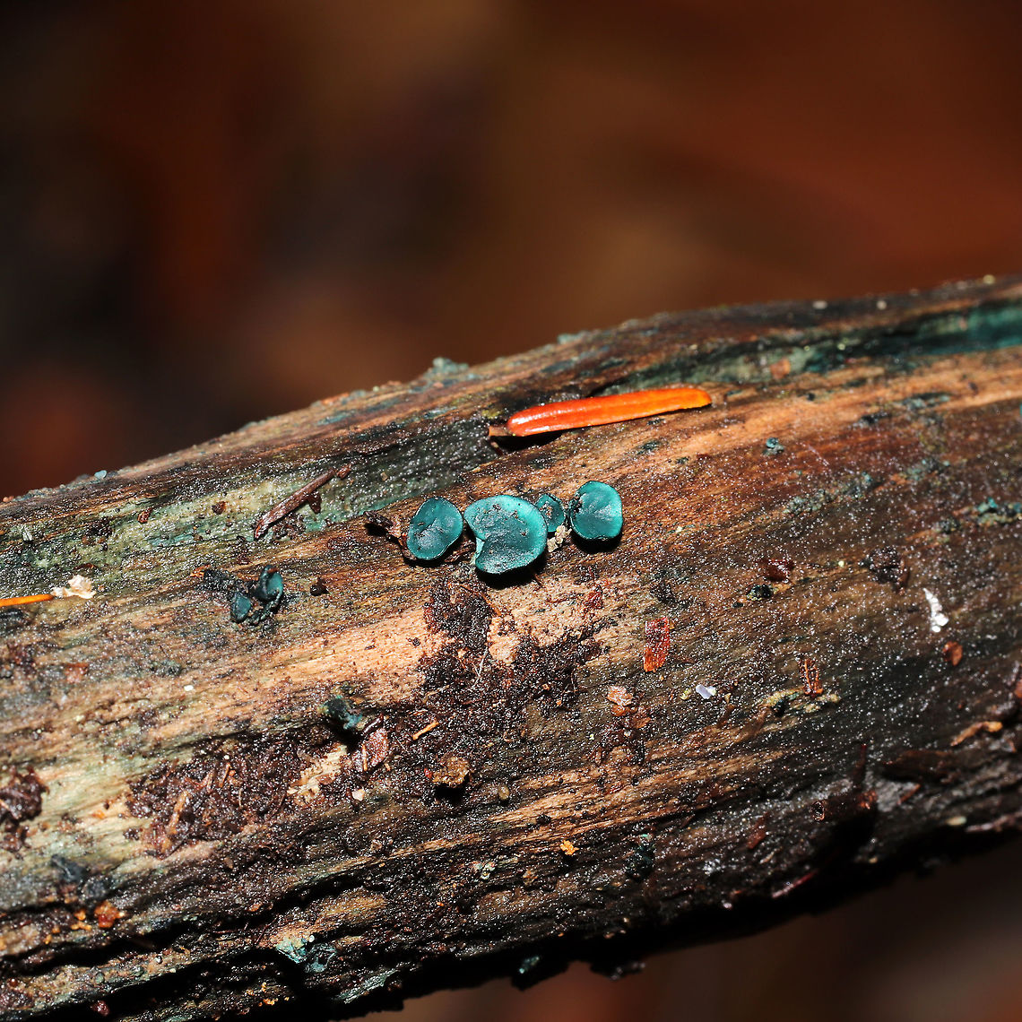 Turquoise Elfcups (Chlorociboria sp.) Growing on highly rotted wood at the forested edge of the Natchaug River.<br />
<figure class="photo"><a href="https://www.jungledragon.com/image/124441/turquoise_elfcups_chlorociboria_sp.html" title="Turquoise Elfcups (Chlorociboria sp.)"><img src="https://s3.amazonaws.com/media.jungledragon.com/images/3231/124441_thumb.jpg?AWSAccessKeyId=05GMT0V3GWVNE7GGM1R2&Expires=1770854410&Signature=BIDqOXVuFzIyC6Nz3Q102iAnx%2Fs%3D" width="200" height="134" alt="Turquoise Elfcups (Chlorociboria sp.) Growing on highly rotted wood at the forested edge of the Natchaug River<br />
https://www.jungledragon.com/image/124440/turquoise_elfcups_chlorociboria_sp.html Fall,Geotagged,United States" /></a></figure> Fall,Geotagged,United States