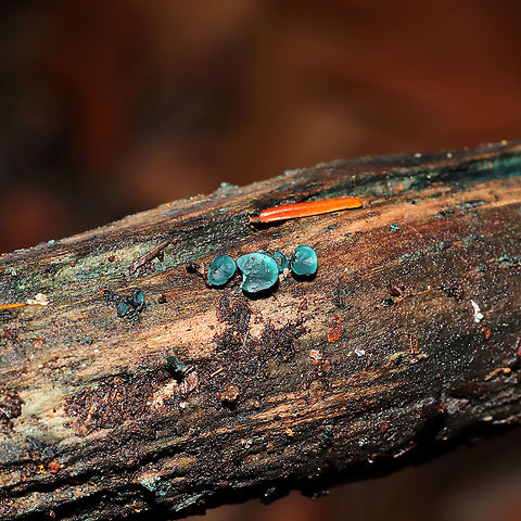 Turquoise Elfcups (Chlorociboria sp.) Growing on highly rotted wood at the forested edge of the Natchaug River.
https://www.jungledragon.com/image/124441/turquoise_elfcups_chlorociboria_sp.html Fall,Geotagged,United States