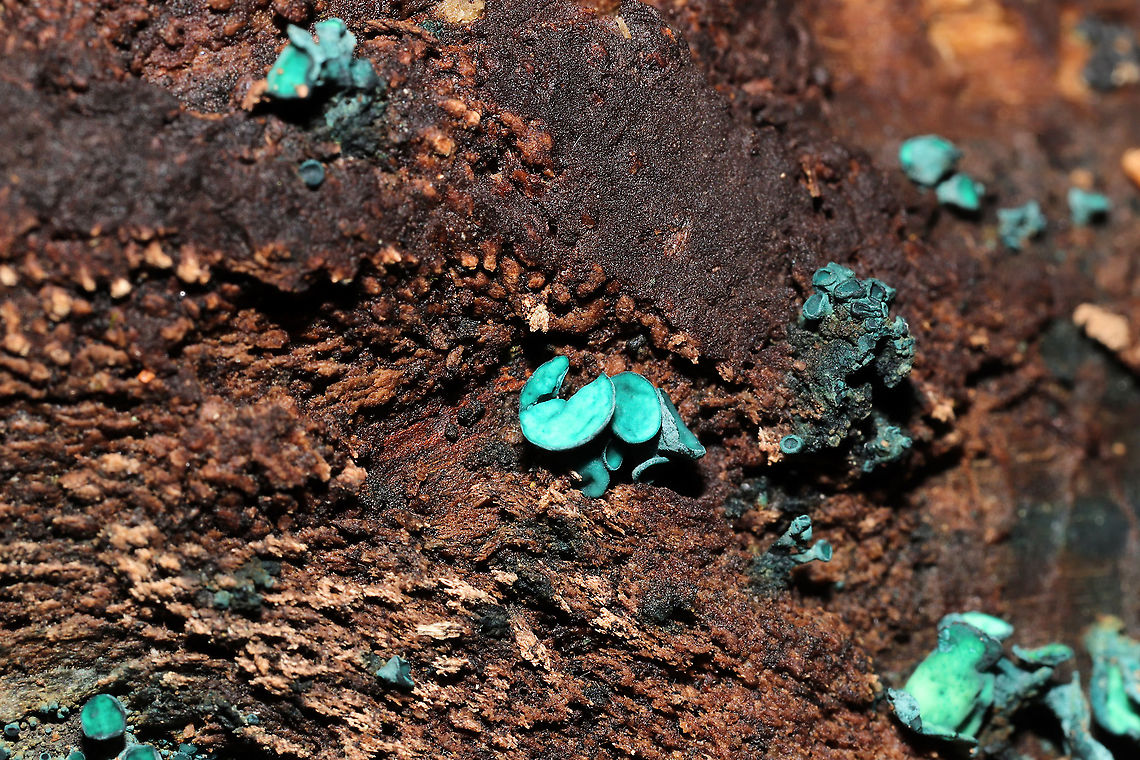 Turquoise Elfcups (Chlorociboria sp.) Growing on highly rotted wood at the forested edge of the Natchaug River<br />
<figure class="photo"><a href="https://www.jungledragon.com/image/124440/turquoise_elfcups_chlorociboria_sp.html" title="Turquoise Elfcups (Chlorociboria sp.)"><img src="https://s3.amazonaws.com/media.jungledragon.com/images/3231/124440_thumb.jpg?AWSAccessKeyId=05GMT0V3GWVNE7GGM1R2&Expires=1759968010&Signature=oPmPUQ6KmEmb7%2B3nabShIeNgKE8%3D" width="200" height="200" alt="Turquoise Elfcups (Chlorociboria sp.) Growing on highly rotted wood at the forested edge of the Natchaug River.<br />
https://www.jungledragon.com/image/124441/turquoise_elfcups_chlorociboria_sp.html Fall,Geotagged,United States" /></a></figure> Fall,Geotagged,United States