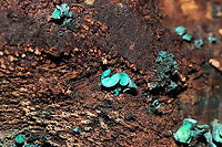 Turquoise Elfcups (Chlorociboria sp.) Growing on highly rotted wood at the forested edge of the Natchaug River<br />
https://www.jungledragon.com/image/124440/turquoise_elfcups_chlorociboria_sp.html Fall,Geotagged,United States