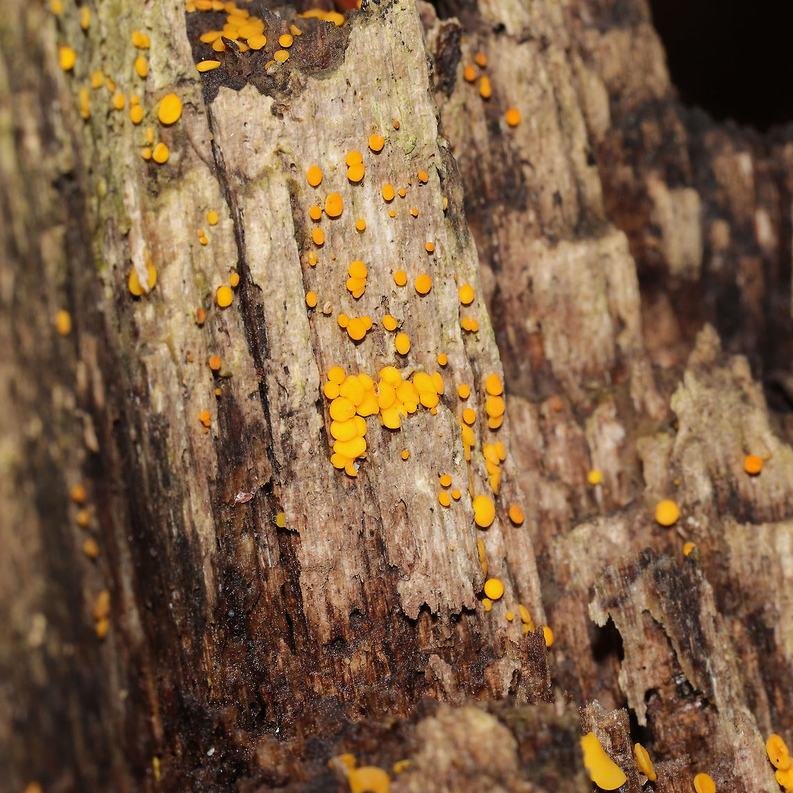 Yellow Fairy Cups (Calycina citrina) On a rotting stump at the forested edge of the Natchaug River<br />
 Bisporella citrina,Fall,Geotagged,United States