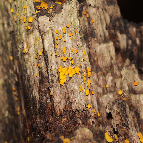 Yellow Fairy Cups (Calycina citrina) On a rotting stump at the forested edge of the Natchaug River
 Bisporella citrina,Fall,Geotagged,United States