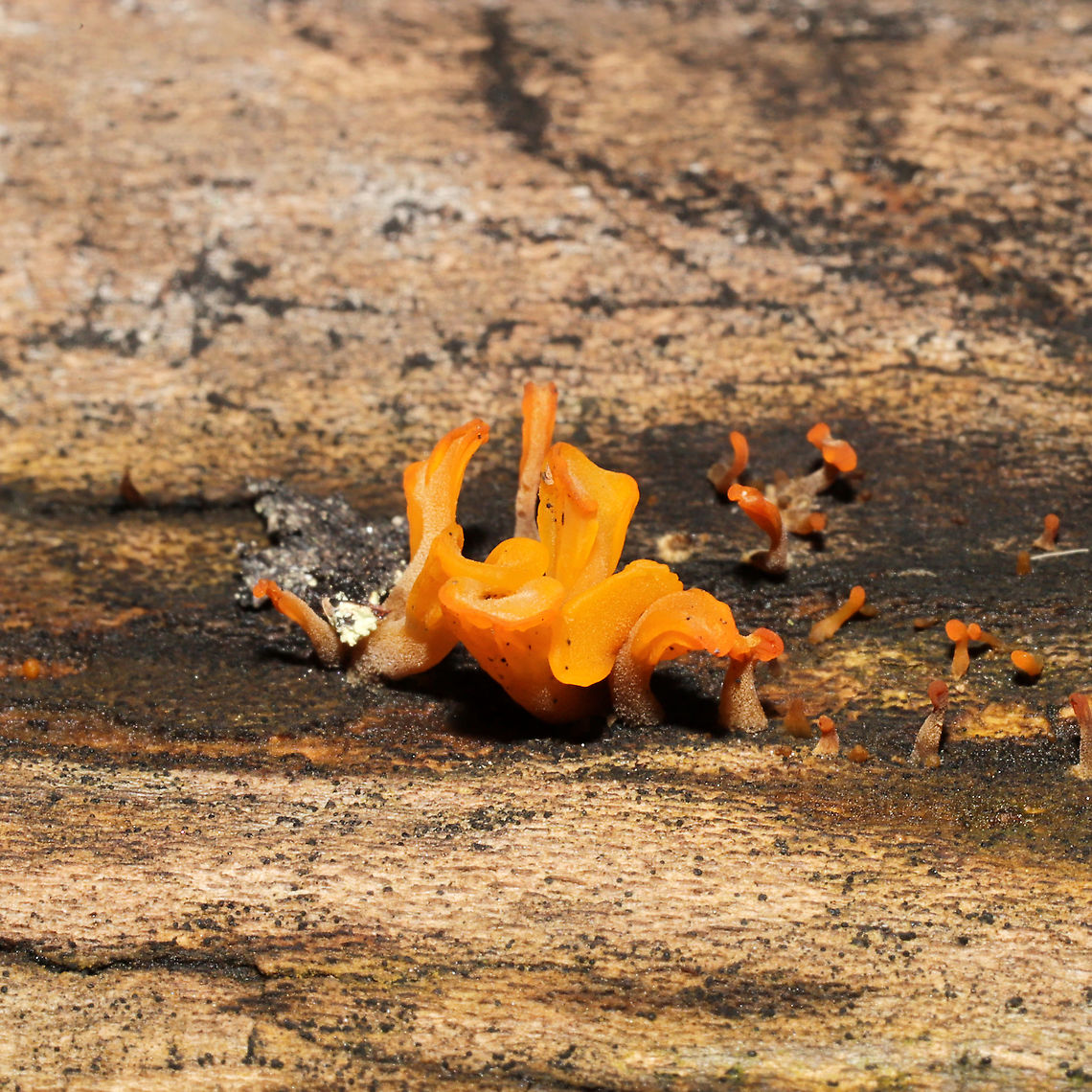 Fan-Shaped Jelly Fungus (Dacryopinax spathularia) On decorticated wood at the forested edge of the Natchaug River<br />
 Dacryopinax spathularia,Fall,Fan-Shaped Jelly Fungus,Geotagged,United States