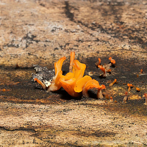 Fan-Shaped Jelly Fungus (Dacryopinax spathularia) On decorticated wood at the forested edge of the Natchaug River
 Dacryopinax spathularia,Fall,Fan-Shaped Jelly Fungus,Geotagged,United States
