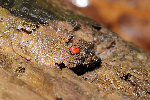 Eyelash Cup (Scutellinia sp.) Growing on a decorticated, wet log at the forested edge of the Natchaug River.
 Fall,Geotagged,United States