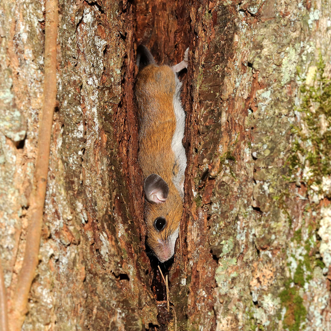 White-Footed Mouse (Peromyscus leucopus) Hiding between two trees which had grown together at the forested edge of the Natchaug River.<br />
<br />
According to @cadecampbell on iNaturalist, he IDed it as this species for this reason: &quot;Dull bicolouration of tail and broad, dark dorsal stripe (not diagnostic, but a common characteristic).&quot;<br />
 Fall,Geotagged,Peromyscus leucopus,United States,White-footed mouse