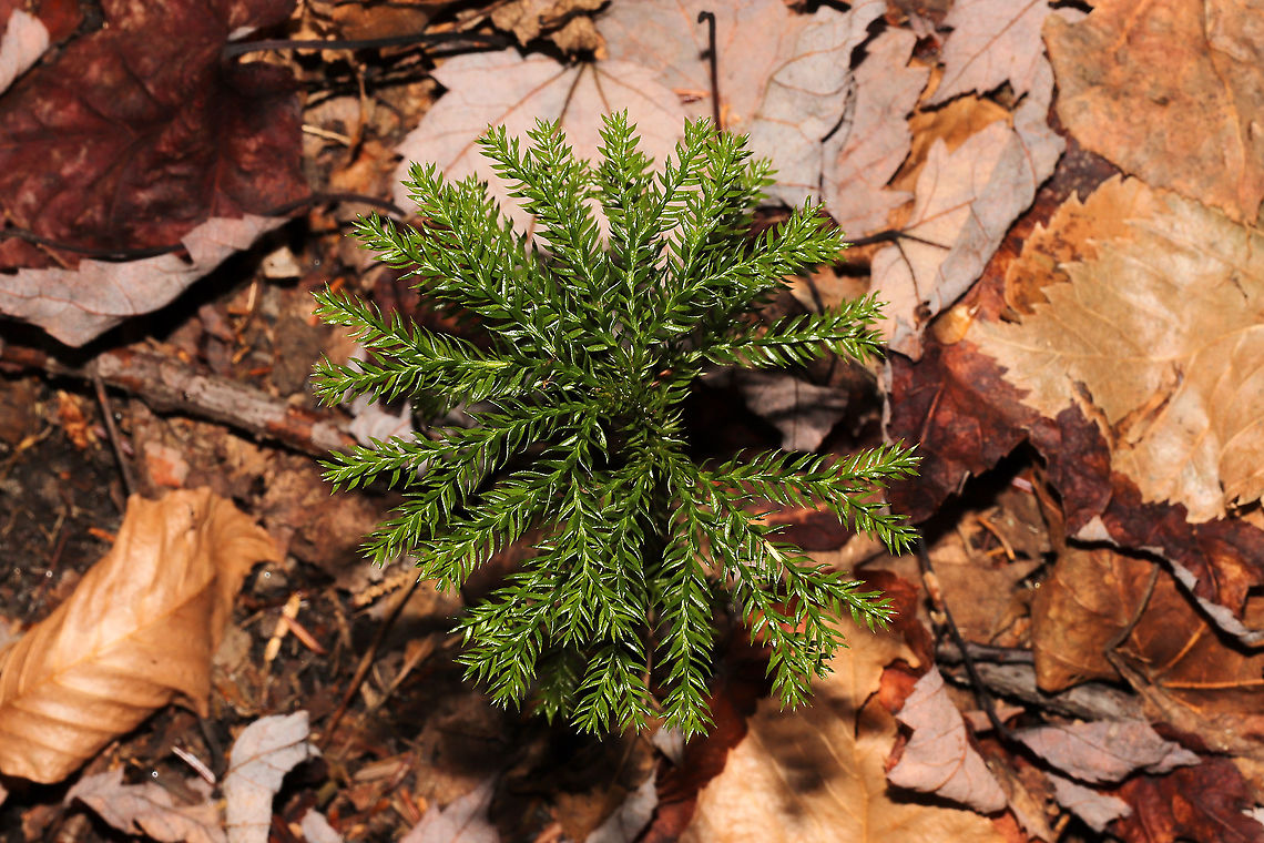 Prickly Tree-Clubmoss (Dendrolycopodium dendroideum) Growing at the forested edge of a brook.<br />
<figure class="photo"><a href="https://www.jungledragon.com/image/124799/prickly_tree-clubmoss_dendrolycopodium_dendroideum.html" title="Prickly Tree-Clubmoss (Dendrolycopodium dendroideum)"><img src="https://s3.amazonaws.com/media.jungledragon.com/images/3231/124799_thumb.jpg?AWSAccessKeyId=05GMT0V3GWVNE7GGM1R2&Expires=1767225610&Signature=cy%2Bil4v9a6cIFpxSqGvE8JSZp28%3D" width="102" height="152" alt="Prickly Tree-Clubmoss (Dendrolycopodium dendroideum) Growing at the forested edge of a brook.<br />
https://www.jungledragon.com/image/124798/prickly_tree-clubmoss_dendrolycopodium_dendroideum.html Dendrolycopodium dendroideum,Fall,Geotagged,United States" /></a></figure><br />
 Dendrolycopodium dendroideum,Fall,Geotagged,United States