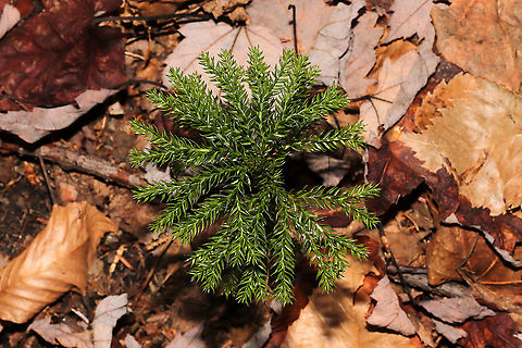 Prickly Tree-Clubmoss (Dendrolycopodium dendroideum) Growing at the forested edge of a brook.
https://www.jungledragon.com/image/124799/prickly_tree-clubmoss_dendrolycopodium_dendroideum.html
 Dendrolycopodium dendroideum,Fall,Geotagged,United States