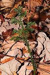 Prickly Tree-Clubmoss (Dendrolycopodium dendroideum) Growing at the forested edge of a brook.<br />
https://www.jungledragon.com/image/124798/prickly_tree-clubmoss_dendrolycopodium_dendroideum.html Dendrolycopodium dendroideum,Fall,Geotagged,United States