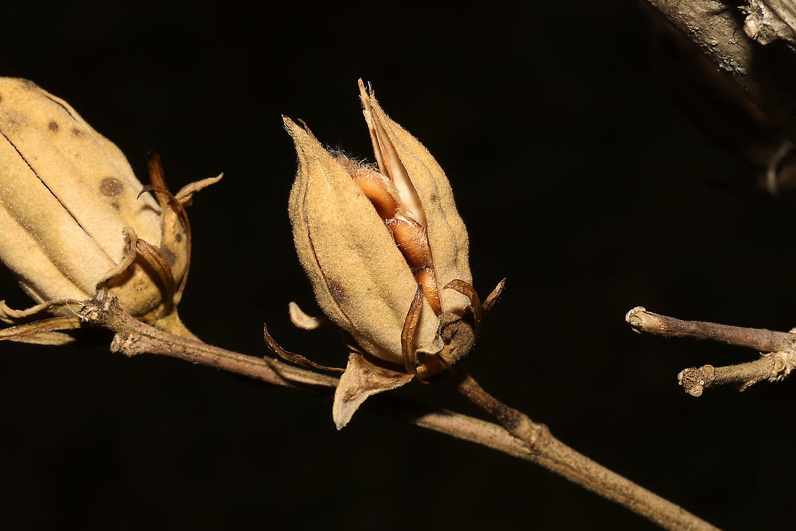 Common Hibiscus (Hibiscus syriacus) Introduced/ornamental growing in a residential yard near a forest/brook.<br />
 Fall,Geotagged,Hibiscus syriacus,United States