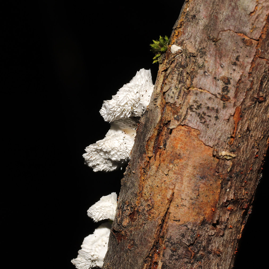 Little Nest Polypore (Trametes conchifer) Growing on a fallen branch at the forested edge of a brook.<br />
<br />
<figure class="photo"><a href="https://www.jungledragon.com/image/124803/little_nest_polypore_trametes_conchifer.html" title="Little Nest Polypore (Trametes conchifer)"><img src="https://s3.amazonaws.com/media.jungledragon.com/images/3231/124803_thumb.jpg?AWSAccessKeyId=05GMT0V3GWVNE7GGM1R2&Expires=1767225610&Signature=DSIr6BpLqbPyA7oj0D0ONY28xVc%3D" width="200" height="134" alt="Little Nest Polypore (Trametes conchifer) Growing on a fallen branch at the forested edge of a brook.<br />
<br />
https://www.jungledragon.com/image/124802/little_nest_polypore_trametes_conchifer.html<br />
https://www.jungledragon.com/image/124801/little_nest_polypore_trametes_conchifer.html Fall,Geotagged,Little nest polypore,Trametes conchifer,United States" /></a></figure><br />
<figure class="photo"><a href="https://www.jungledragon.com/image/124802/little_nest_polypore_trametes_conchifer.html" title="Little Nest Polypore (Trametes conchifer)"><img src="https://s3.amazonaws.com/media.jungledragon.com/images/3231/124802_thumb.jpg?AWSAccessKeyId=05GMT0V3GWVNE7GGM1R2&Expires=1767225610&Signature=LPOQ50mMFTSwQcIQf6BqA%2BvcNBU%3D" width="200" height="134" alt="Little Nest Polypore (Trametes conchifer) Growing on a fallen branch at the forested edge of a brook.<br />
<br />
https://www.jungledragon.com/image/124803/little_nest_polypore_trametes_conchifer.html<br />
https://www.jungledragon.com/image/124801/little_nest_polypore_trametes_conchifer.html Fall,Geotagged,Little nest polypore,Trametes conchifer,United States" /></a></figure> Fall,Geotagged,Little nest polypore,Trametes conchifer,United States