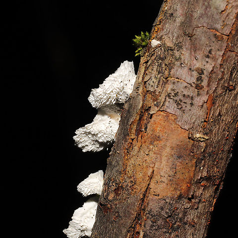 Little Nest Polypore (Trametes conchifer) Growing on a fallen branch at the forested edge of a brook.

https://www.jungledragon.com/image/124803/little_nest_polypore_trametes_conchifer.html
https://www.jungledragon.com/image/124802/little_nest_polypore_trametes_conchifer.html Fall,Geotagged,Little nest polypore,Trametes conchifer,United States
