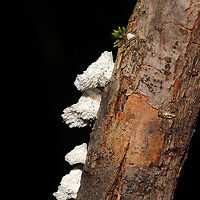 Little Nest Polypore (Trametes conchifer) Growing on a fallen branch at the forested edge of a brook.<br />
<br />
https://www.jungledragon.com/image/124803/little_nest_polypore_trametes_conchifer.html<br />
https://www.jungledragon.com/image/124802/little_nest_polypore_trametes_conchifer.html Fall,Geotagged,Little nest polypore,Trametes conchifer,United States