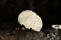 Little Nest Polypore (Trametes conchifer) Growing on a fallen branch at the forested edge of a brook.<br />
<br />
https://www.jungledragon.com/image/124803/little_nest_polypore_trametes_conchifer.html<br />
https://www.jungledragon.com/image/124801/little_nest_polypore_trametes_conchifer.html Fall,Geotagged,Little nest polypore,Trametes conchifer,United States