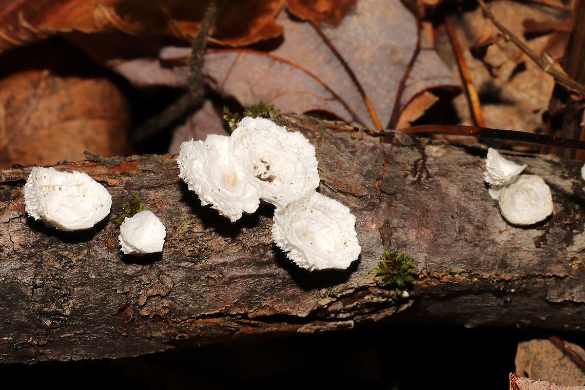 Little Nest Polypore (Trametes conchifer) Growing on a fallen branch at the forested edge of a brook.<br />
<br />
<figure class="photo"><a href="https://www.jungledragon.com/image/124802/little_nest_polypore_trametes_conchifer.html" title="Little Nest Polypore (Trametes conchifer)"><img src="https://s3.amazonaws.com/media.jungledragon.com/images/3231/124802_thumb.jpg?AWSAccessKeyId=05GMT0V3GWVNE7GGM1R2&Expires=1767225610&Signature=LPOQ50mMFTSwQcIQf6BqA%2BvcNBU%3D" width="200" height="134" alt="Little Nest Polypore (Trametes conchifer) Growing on a fallen branch at the forested edge of a brook.<br />
<br />
https://www.jungledragon.com/image/124803/little_nest_polypore_trametes_conchifer.html<br />
https://www.jungledragon.com/image/124801/little_nest_polypore_trametes_conchifer.html Fall,Geotagged,Little nest polypore,Trametes conchifer,United States" /></a></figure><br />
<figure class="photo"><a href="https://www.jungledragon.com/image/124801/little_nest_polypore_trametes_conchifer.html" title="Little Nest Polypore (Trametes conchifer)"><img src="https://s3.amazonaws.com/media.jungledragon.com/images/3231/124801_thumb.jpg?AWSAccessKeyId=05GMT0V3GWVNE7GGM1R2&Expires=1767225610&Signature=SvULb2jVCrssj8zc0n41%2BSylXJE%3D" width="200" height="200" alt="Little Nest Polypore (Trametes conchifer) Growing on a fallen branch at the forested edge of a brook.<br />
<br />
https://www.jungledragon.com/image/124803/little_nest_polypore_trametes_conchifer.html<br />
https://www.jungledragon.com/image/124802/little_nest_polypore_trametes_conchifer.html Fall,Geotagged,Little nest polypore,Trametes conchifer,United States" /></a></figure> Fall,Geotagged,Little nest polypore,Trametes conchifer,United States