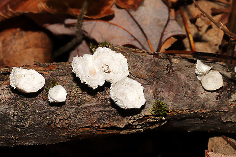 Little Nest Polypore (Trametes conchifer) Growing on a fallen branch at the forested edge of a brook.

https://www.jungledragon.com/image/124802/little_nest_polypore_trametes_conchifer.html
https://www.jungledragon.com/image/124801/little_nest_polypore_trametes_conchifer.html Fall,Geotagged,Little nest polypore,Trametes conchifer,United States