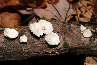 Little Nest Polypore (Trametes conchifer) Growing on a fallen branch at the forested edge of a brook.<br />
<br />
https://www.jungledragon.com/image/124802/little_nest_polypore_trametes_conchifer.html<br />
https://www.jungledragon.com/image/124801/little_nest_polypore_trametes_conchifer.html Fall,Geotagged,Little nest polypore,Trametes conchifer,United States