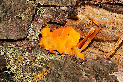 Orange Jelly Spot (Dacrymyces chrysospermus) Growing on a fallen conifer in a forested area
 Dacrymyces chrysospermus,Fall,Geotagged,Orange Jelly Spot,United States