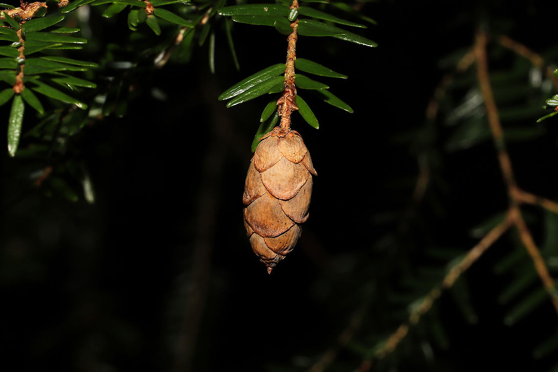 Eastern Hemlock (Tsuga canadensis) Growing in abundance near a brook/stream<br />
 Eastern Hemlock,Fall,Geotagged,Tsuga canadensis,United States