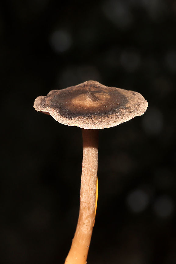 The Humpback (Cantharellula umbonata) Growing in moss below mostly pine<br />
<figure class="photo"><a href="https://www.jungledragon.com/image/124901/the_humpback_cantharellula_umbonata.html" title="The Humpback (Cantharellula umbonata)"><img src="https://s3.amazonaws.com/media.jungledragon.com/images/3231/124901_thumb.jpg?AWSAccessKeyId=05GMT0V3GWVNE7GGM1R2&Expires=1767225610&Signature=TYtmm%2BzxM2Efbvw0xt%2BIM5ZHUjs%3D" width="200" height="200" alt="The Humpback (Cantharellula umbonata) Growing in moss below mostly pine<br />
https://www.jungledragon.com/image/124902/the_humpback_cantharellula_umbonata.html<br />
https://www.jungledragon.com/image/124900/the_humpback_cantharellula_umbonata.html Cantharellula umbonata,Fall,Geotagged,Humpback,United States" /></a></figure><br />
<figure class="photo"><a href="https://www.jungledragon.com/image/124902/the_humpback_cantharellula_umbonata.html" title="The Humpback (Cantharellula umbonata)"><img src="https://s3.amazonaws.com/media.jungledragon.com/images/3231/124902_thumb.jpg?AWSAccessKeyId=05GMT0V3GWVNE7GGM1R2&Expires=1767225610&Signature=wMULf%2BTCP72fRCI3lRMz4043DMU%3D" width="200" height="134" alt="The Humpback (Cantharellula umbonata) Growing in moss below mostly pine <br />
https://www.jungledragon.com/image/124901/the_humpback_cantharellula_umbonata.html<br />
https://www.jungledragon.com/image/124900/the_humpback_cantharellula_umbonata.html Cantharellula umbonata,Fall,Geotagged,Humpback,United States" /></a></figure><br />
 Cantharellula umbonata,Fall,Geotagged,Humpback,United States