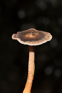 The Humpback (Cantharellula umbonata) Growing in moss below mostly pine
https://www.jungledragon.com/image/124901/the_humpback_cantharellula_umbonata.html
https://www.jungledragon.com/image/124902/the_humpback_cantharellula_umbonata.html
 Cantharellula umbonata,Fall,Geotagged,Humpback,United States