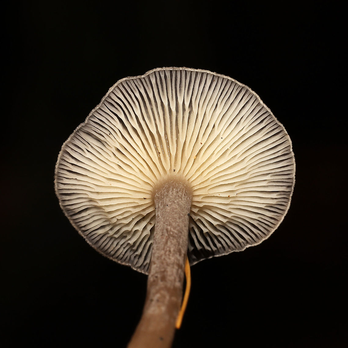 The Humpback (Cantharellula umbonata) Growing in moss below mostly pine<br />
<figure class="photo"><a href="https://www.jungledragon.com/image/124902/the_humpback_cantharellula_umbonata.html" title="The Humpback (Cantharellula umbonata)"><img src="https://s3.amazonaws.com/media.jungledragon.com/images/3231/124902_thumb.jpg?AWSAccessKeyId=05GMT0V3GWVNE7GGM1R2&Expires=1767225610&Signature=wMULf%2BTCP72fRCI3lRMz4043DMU%3D" width="200" height="134" alt="The Humpback (Cantharellula umbonata) Growing in moss below mostly pine <br />
https://www.jungledragon.com/image/124901/the_humpback_cantharellula_umbonata.html<br />
https://www.jungledragon.com/image/124900/the_humpback_cantharellula_umbonata.html Cantharellula umbonata,Fall,Geotagged,Humpback,United States" /></a></figure><br />
<figure class="photo"><a href="https://www.jungledragon.com/image/124900/the_humpback_cantharellula_umbonata.html" title="The Humpback (Cantharellula umbonata)"><img src="https://s3.amazonaws.com/media.jungledragon.com/images/3231/124900_thumb.jpg?AWSAccessKeyId=05GMT0V3GWVNE7GGM1R2&Expires=1767225610&Signature=HQ8ix3hOJ4aPEQKH3sYKzqytLxU%3D" width="102" height="152" alt="The Humpback (Cantharellula umbonata) Growing in moss below mostly pine<br />
https://www.jungledragon.com/image/124901/the_humpback_cantharellula_umbonata.html<br />
https://www.jungledragon.com/image/124902/the_humpback_cantharellula_umbonata.html<br />
 Cantharellula umbonata,Fall,Geotagged,Humpback,United States" /></a></figure> Cantharellula umbonata,Fall,Geotagged,Humpback,United States