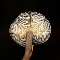 The Humpback (Cantharellula umbonata) Growing in moss below mostly pine<br />
https://www.jungledragon.com/image/124902/the_humpback_cantharellula_umbonata.html<br />
https://www.jungledragon.com/image/124900/the_humpback_cantharellula_umbonata.html Cantharellula umbonata,Fall,Geotagged,Humpback,United States